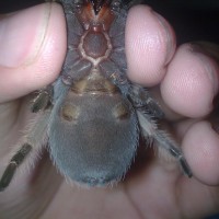 B Smithi.. Female Or Male?