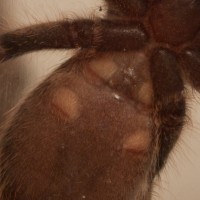 P. regalis