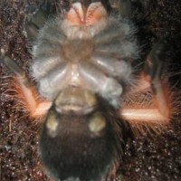 Pls Sex Brachypelma Emilia Asap