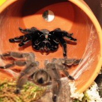 P. Irminia Pairing Attempt 2010