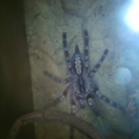 My Spiders