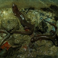 Desmognathus Fuscus Fuscus (northern Dusky Salamander)