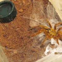 Female Obt