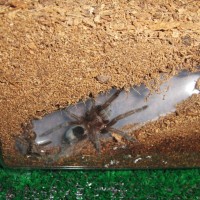 Grammostola Pulchra 2.5" - Tunnel