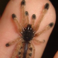 Avicularia Avic/brauns