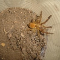 Pterinochilus Murinus