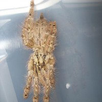 Stromatopelma Calceatum