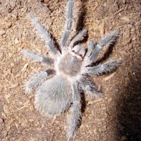 Lasiodora Parahybana