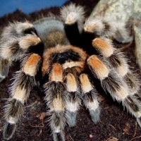 Brachypelma Smithi