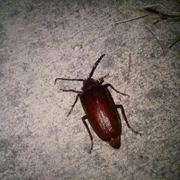 Bigass Beatle