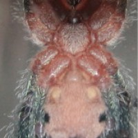 Avicularia Diversipes - Male Or Female