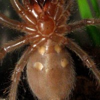 B.smithi, I Think Male.