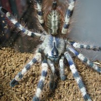 If Poecilotheria Formosa