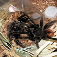 Sericopelma Rubronitens 2010 Pairing