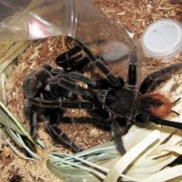 Sericopelma Rubronitens 2010 Pairing