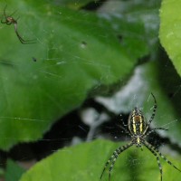 Argiope With Male