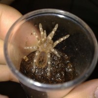 Unknown Tar. Please, Can You Identify This Tarantula?