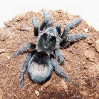 G. pulchra