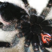 Avicularia "peru Purple" m or f?