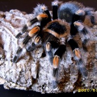 B.smithi