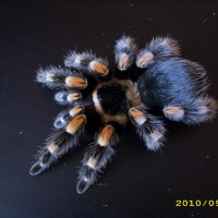 B.smithi