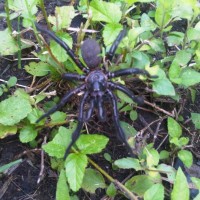 Trapdoor Spider. Sp?