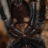 P Irminia