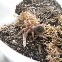 Aphonopelma Malinche 1inch Sling