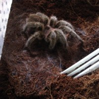 Some Tarantulas