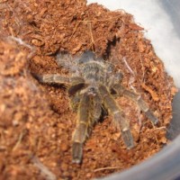 My Baby Tarantula