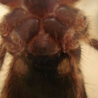 Acanthoscurria Geniculata 3 Inches Male Or Female