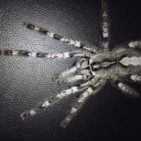 Poecilotheria Pederseni