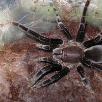 Selenocosmia Sp.(ebony)