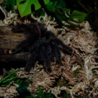 Avicularia Avicularia