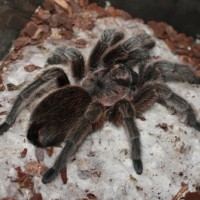 Grammostola Rosea