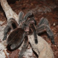 Grammostola Rosea