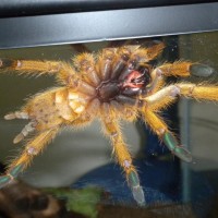 P. Murinus