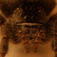 North American House Spider