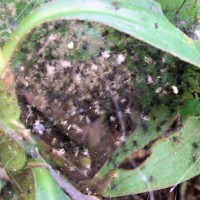 Spider Colony In The Amazon Rainforest