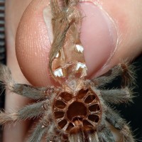 Tiny Smithi