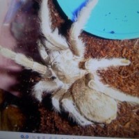 A. Seemanni?