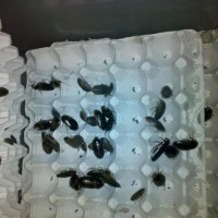 Dubia Roaches