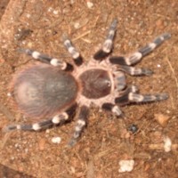 A. Geniculata