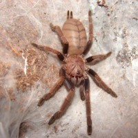 Chilobrachys Fimbriatus