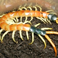 Scolopendra heros arizonensis (unbanded)