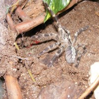 Poecilotheria Regalis Male