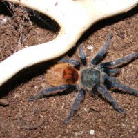 Chromatopelma Cyaneopubescens