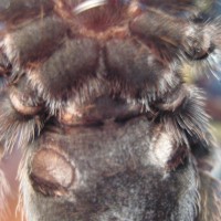 B. Smithi Pro Please Help Me Verify Sex Please