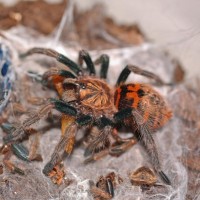 Gbb Sling