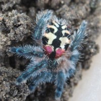 My I.seladonium - Female - mature - Brazil - nordeste